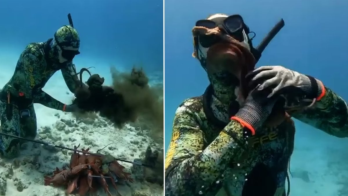 Derin sularda kabus: Ahtapot saldırısı saniye saniye görüntülendi